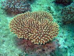 DSCF8134 bily koral